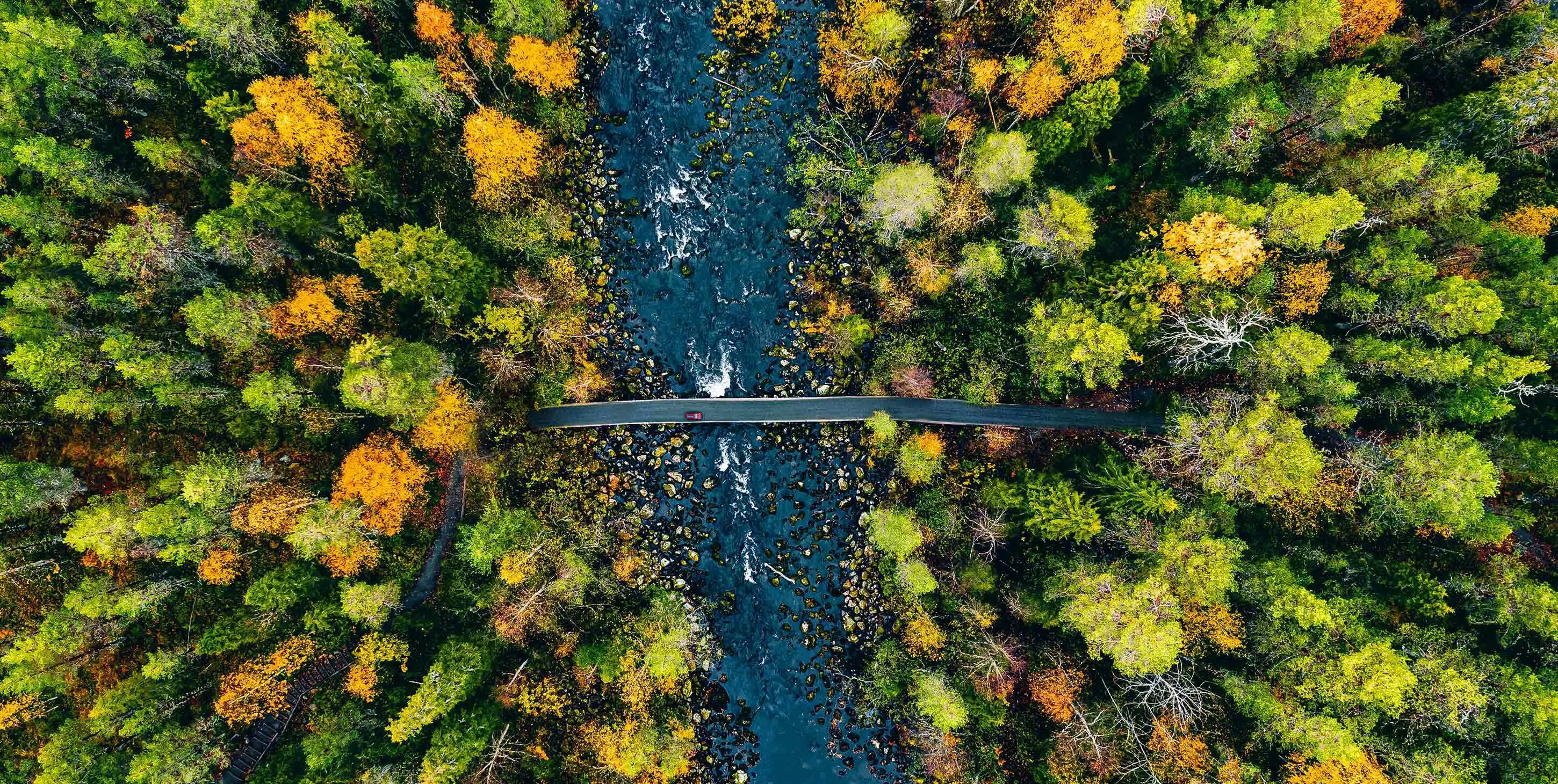 Forest and bridge